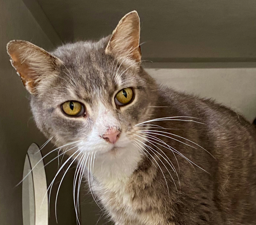 Pet Tales: Meet Tommy, a senior cat looking for a new home