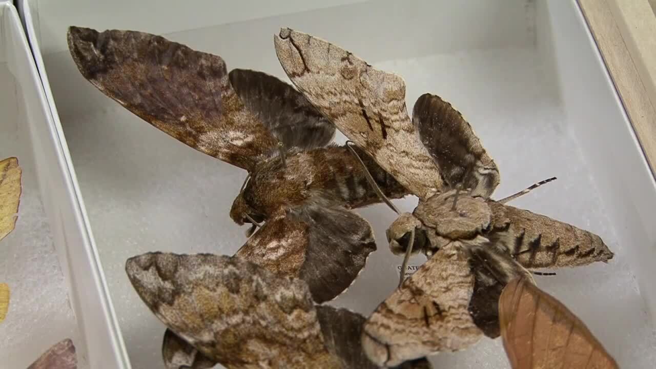 Wsu Insect Collection Kennewick couple bolsters WSU bug collection | Belleville News-Democrat