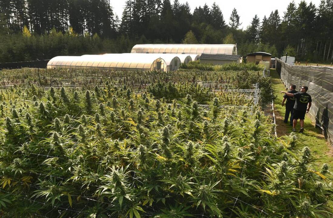 An inside look at marijuana growing operation Forbidden Farms