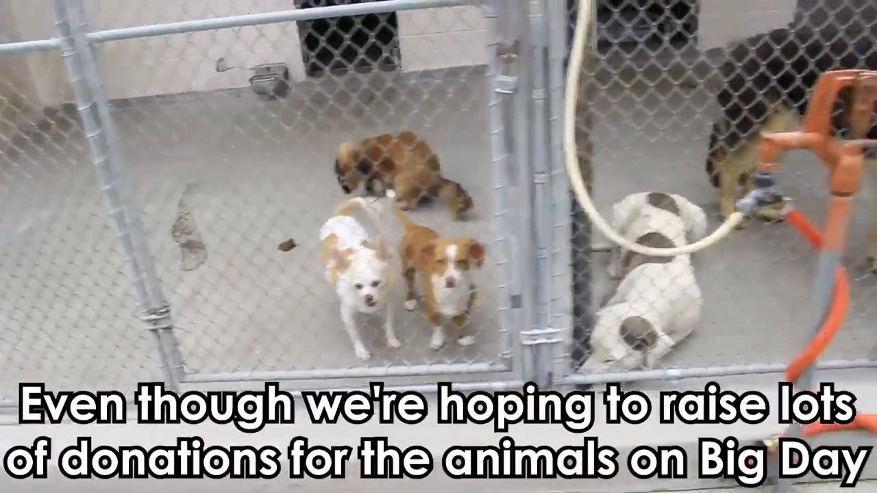 Meet some of the dogs up for free adoption at Front Street Shelter Thursday