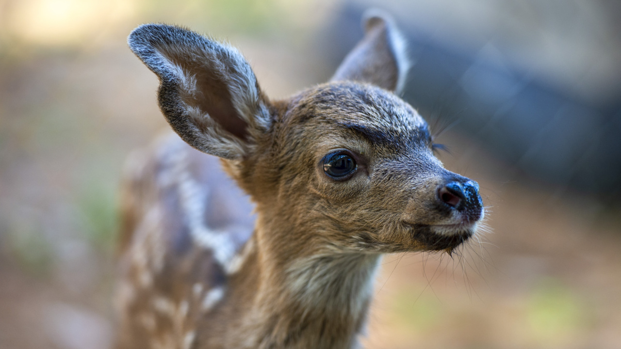 Book of Dreams: Here’s how you can help local fawn rescue