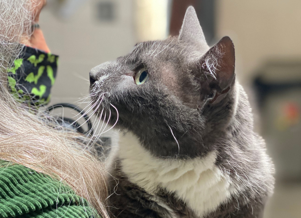 Pet Tales: Griffin the well-mannered cat needs a comfy new home