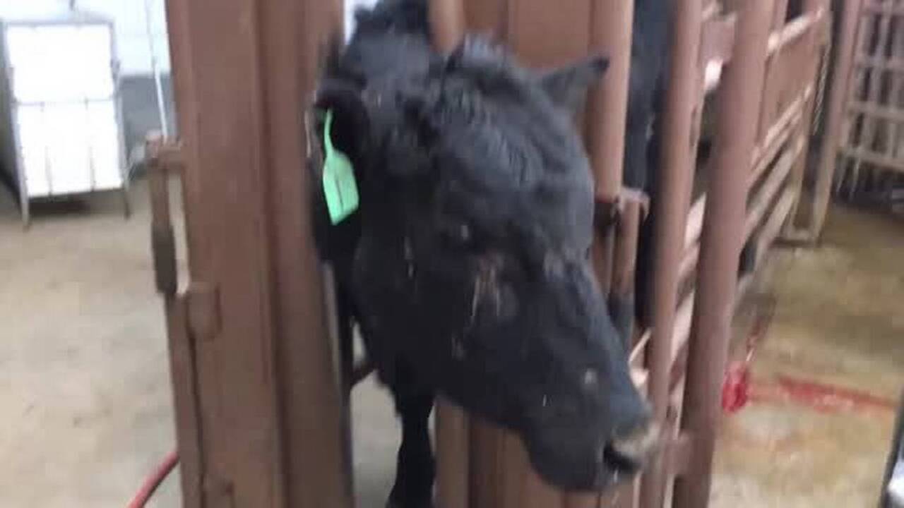 Out of the ashes comes new life as calf is born