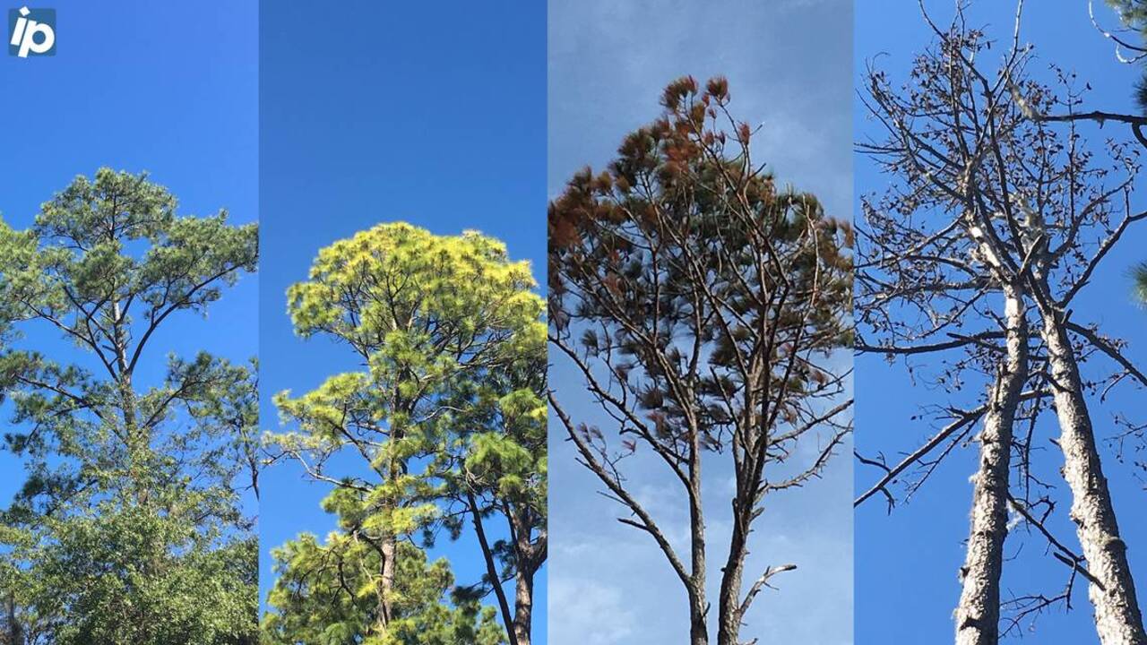 Here are 3 ways to tell if your pine trees are dying
