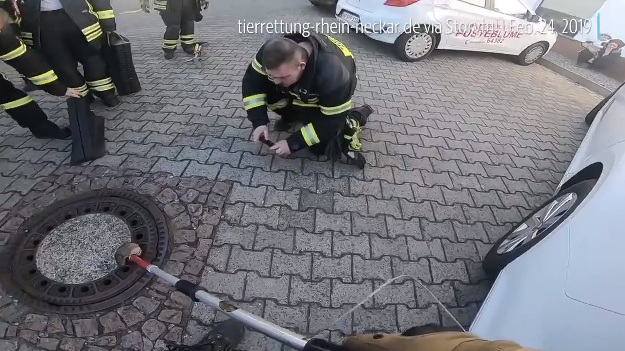 Watch crew rescue a fat rat from manhole cover in Germany
