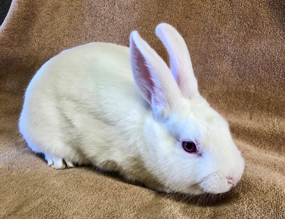 Pet Tales: 7 white rabbits are available for adoption in SLO