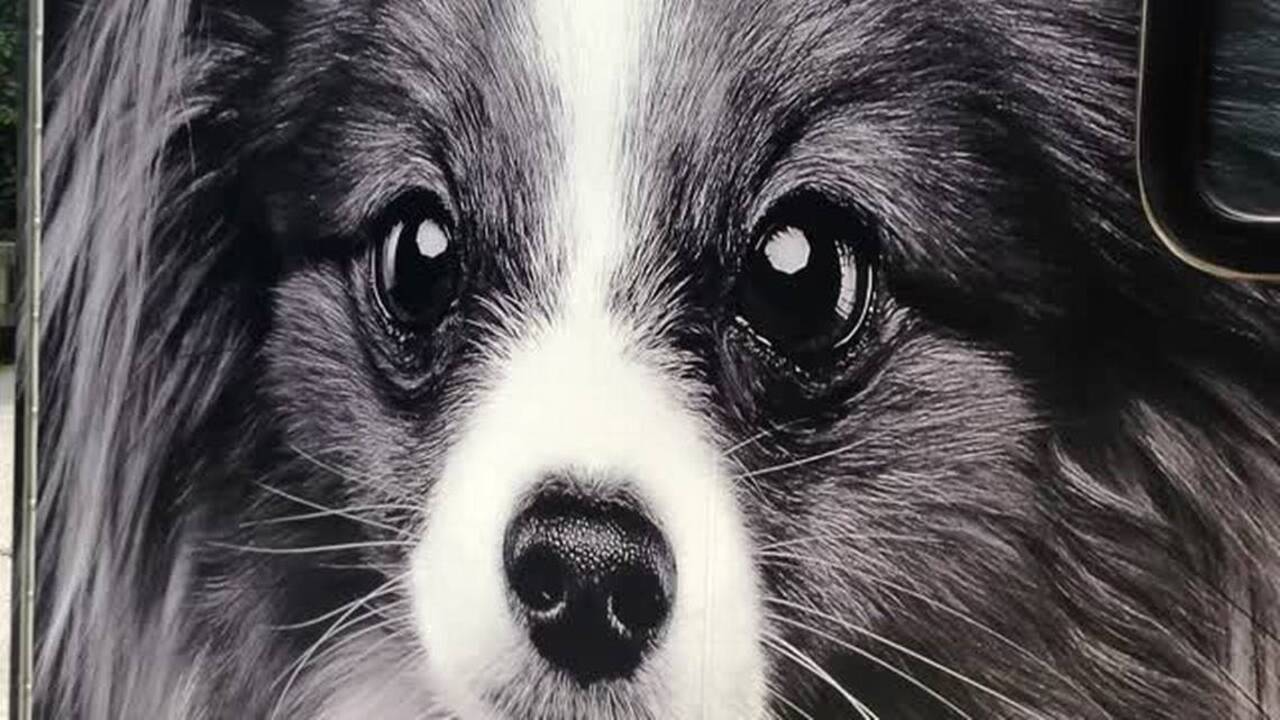 Samanntha Stout is simply cut out for running a mobile pet salon