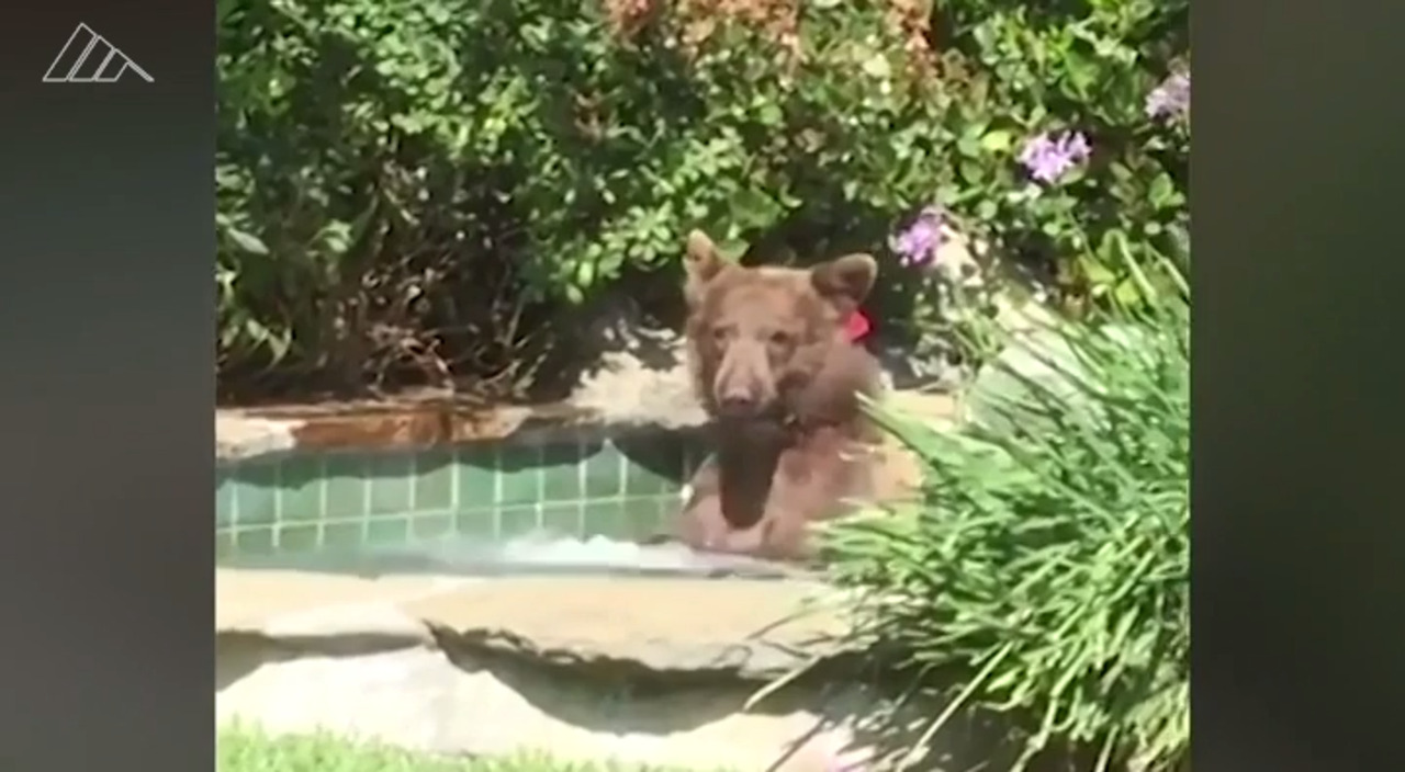 Watch these unexpected grizzly bear encounters