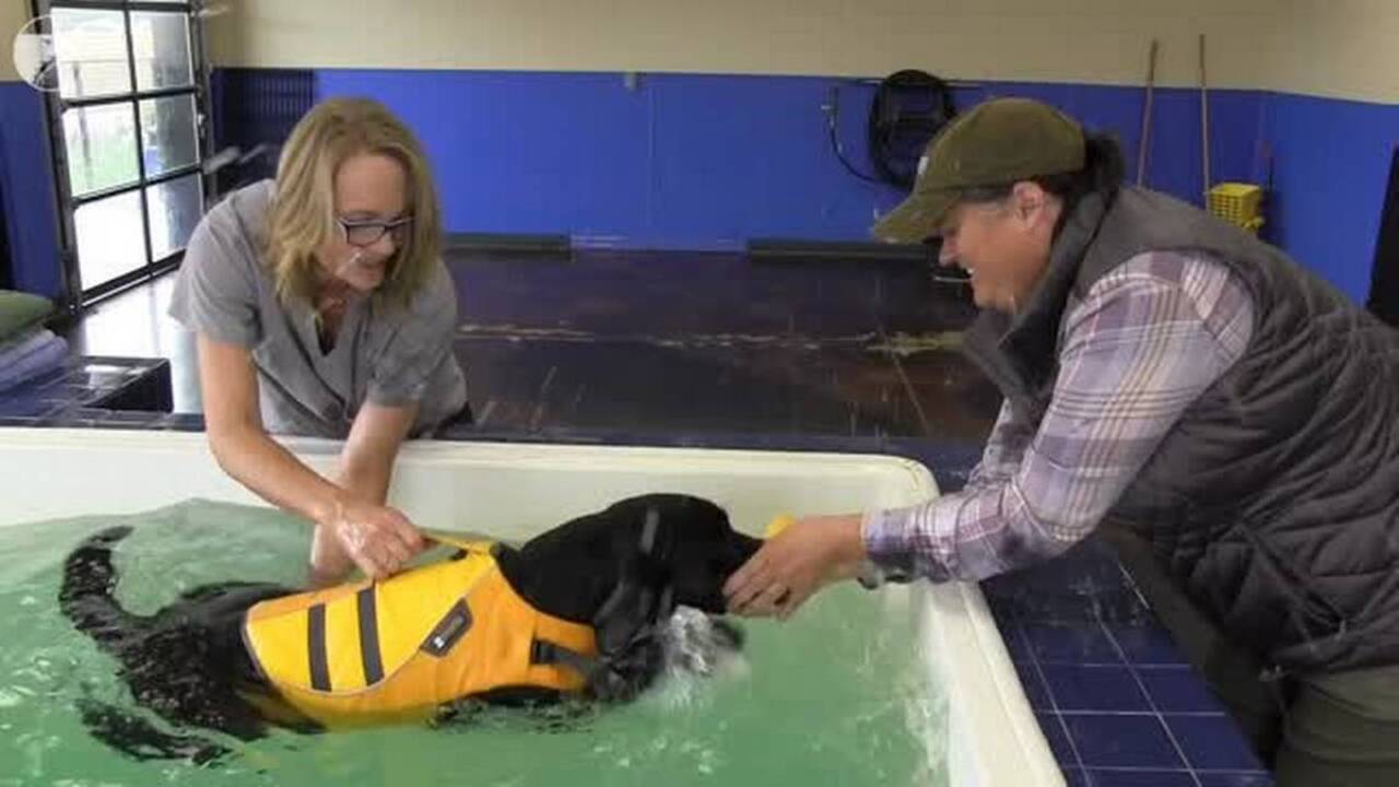 Two weeks after losing a leg, this lab is learning to swim