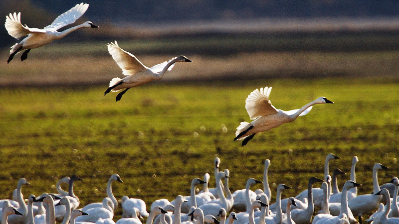 Chronic understaffing, DOGE cuts strain NC's federal wildlife refuges