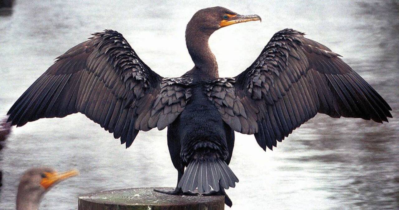 Can you tell these two commonly seen Lowcountry birds apart?