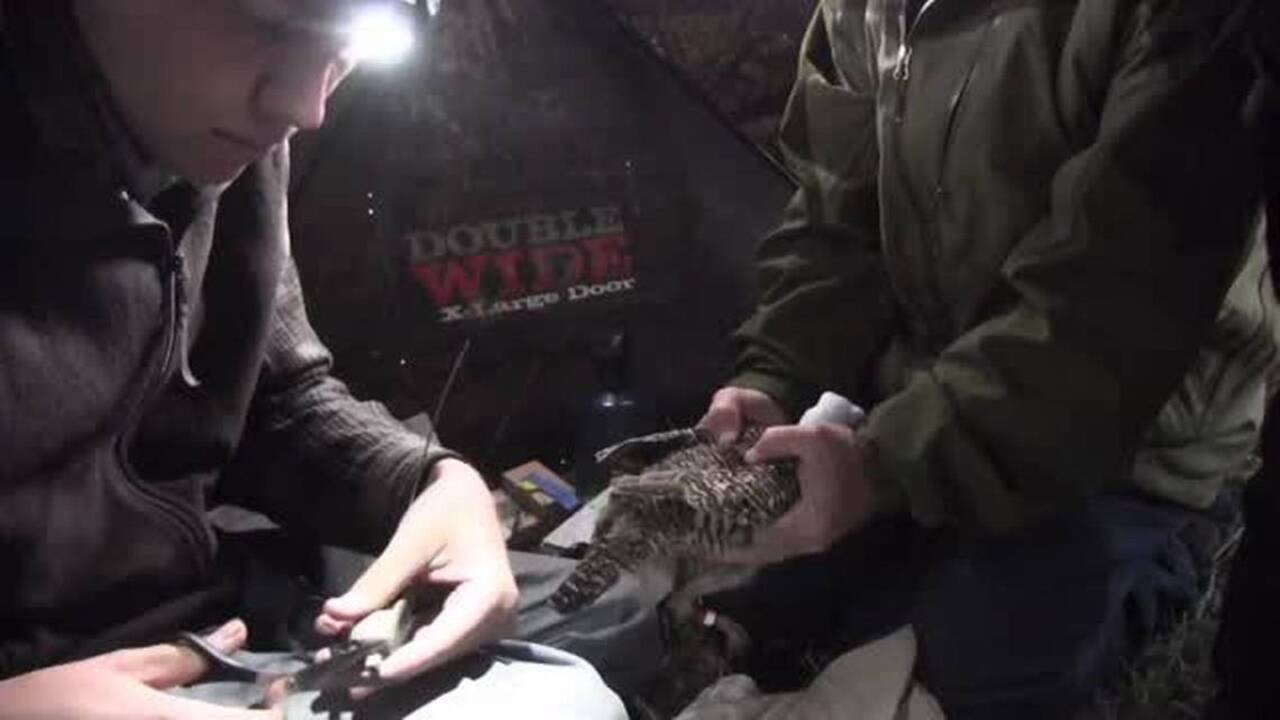 Lesser prairie chicken research