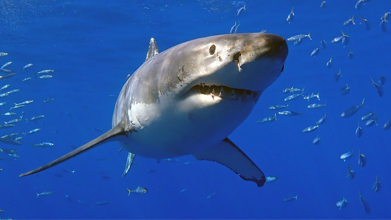 Tips on avoiding a shark attack while swimming this summer