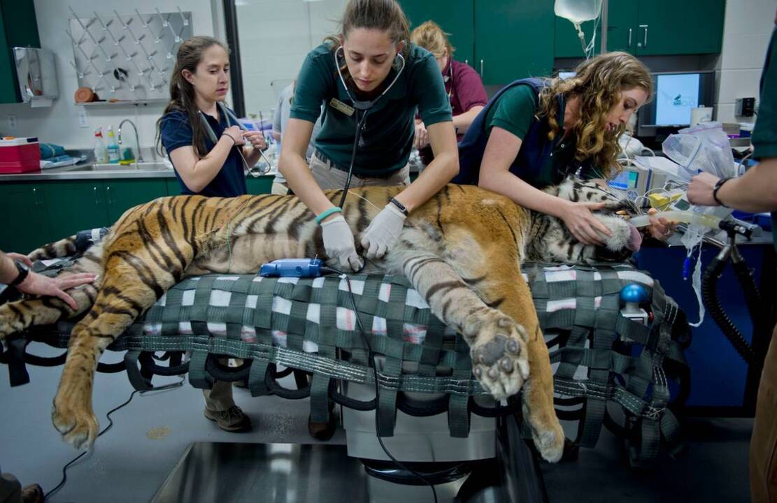 Animals are like ‘family’ at Sac Zoo, veterinarian says
