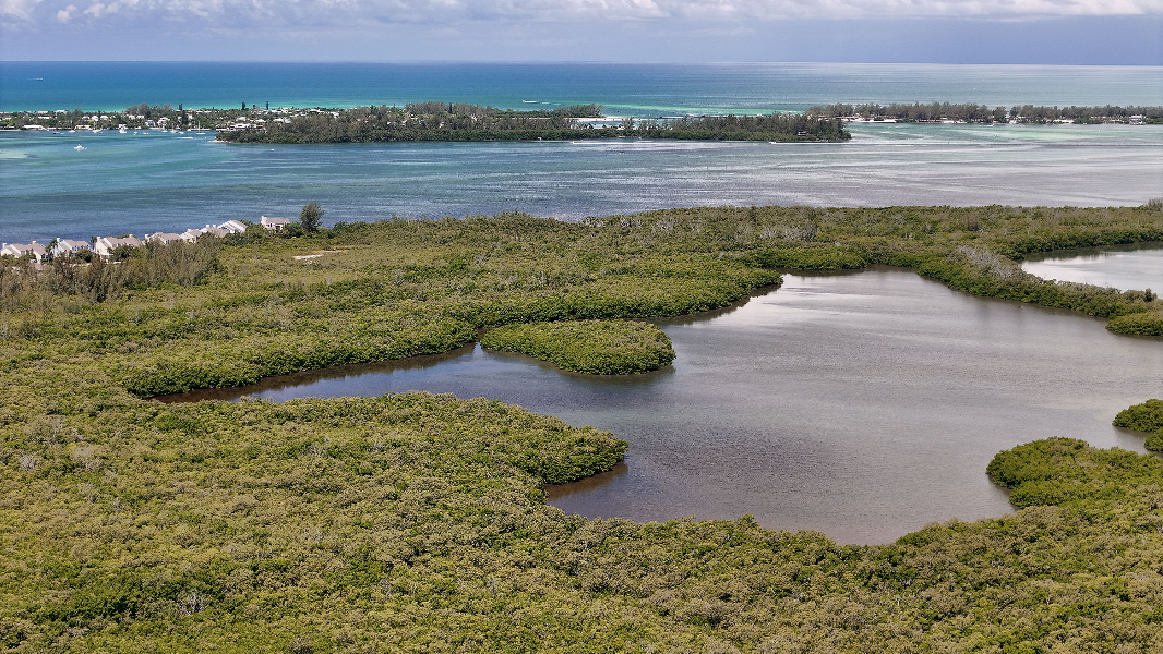 Nature’s guardians: How wetlands purify, protect, and provide