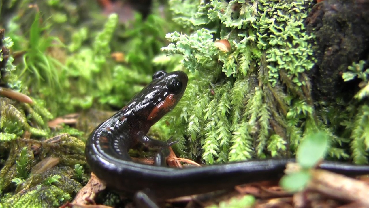 Climate change and the red-cheeked salamander