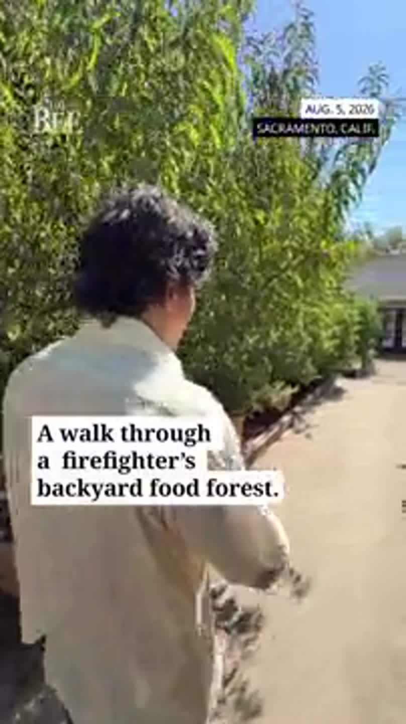 See a backyard food forest created by a Sacramento firefighter
