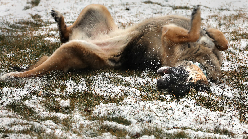 Finally, snow in Tri-Cities. Here’s what to expect next