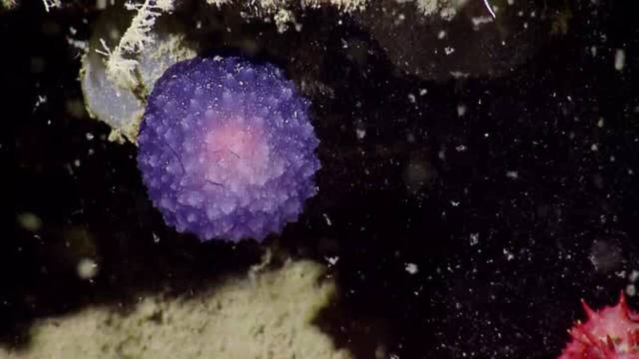 ‘I have no idea what that is’: Scientists find strange ‘purple blob’ on the Pacific seafloor