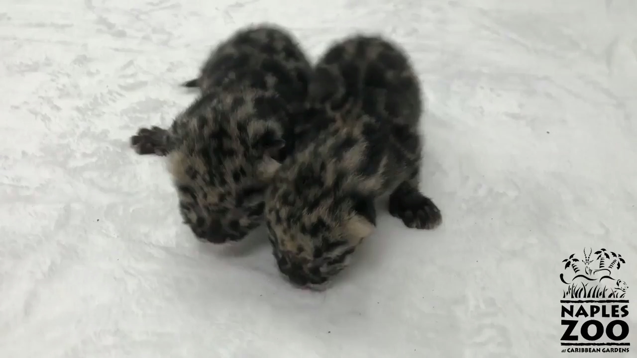 See adorable newborn leopard kittens at zoo in Florida