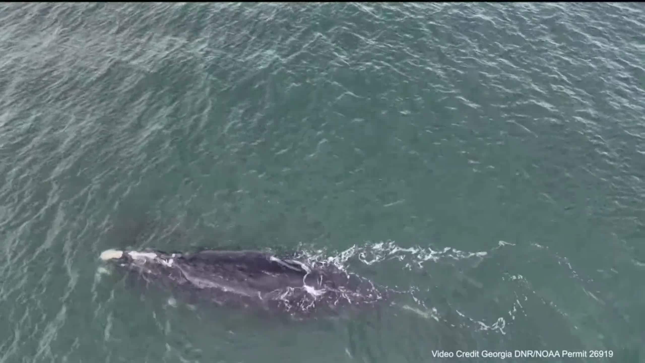 Endangered right whale spotted off the coast of Hilton Head. Here’s what to know.