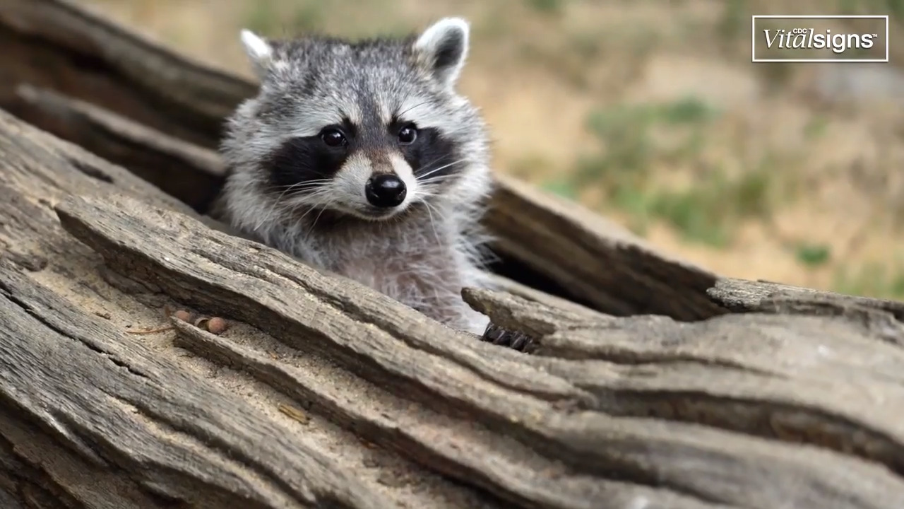 Are you at risk for rabies?