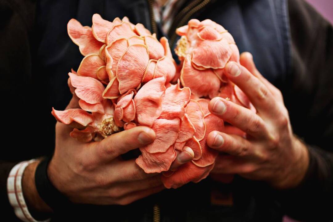 VIDEO: Carrboro mushroom farmer Rob Jones discusses his interest in mushrooms