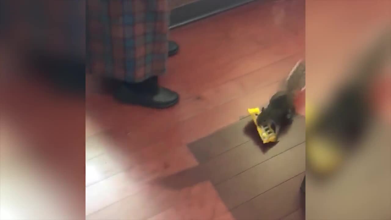 Furry thief shoplifts from Disney's Magic Kingdom