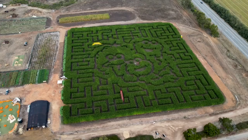 Brookshire Farms' 2025 Sesame Street-themed corn maze