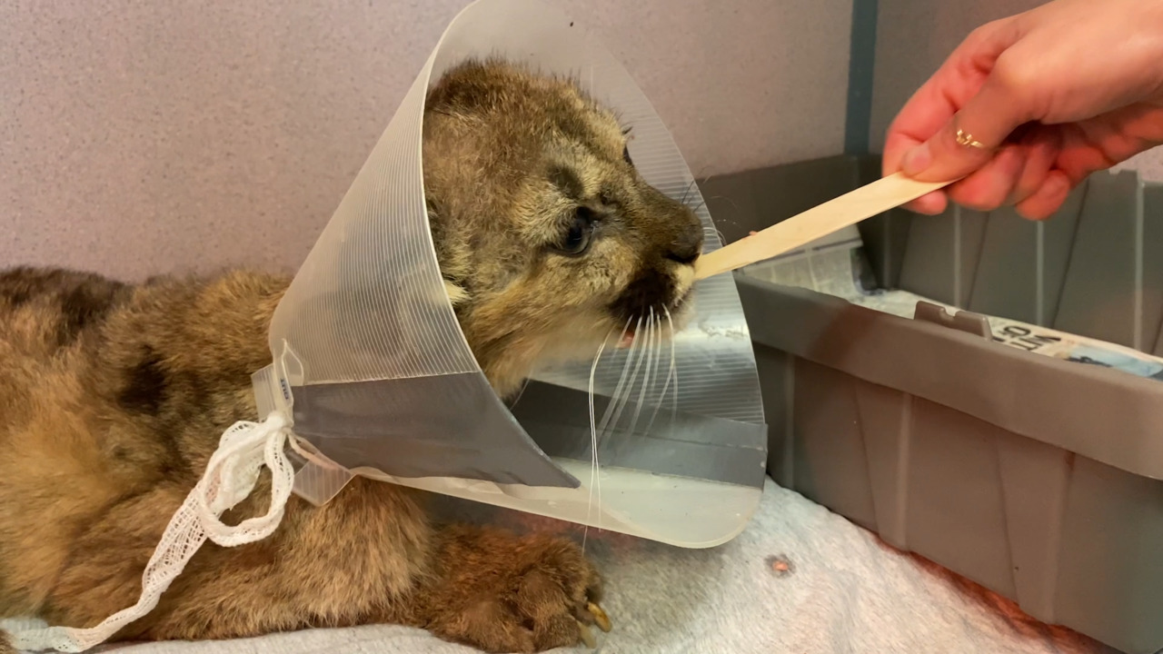 Orphaned mountain lion cub with ‘feisty spirit’ is being treated at Oakland Zoo