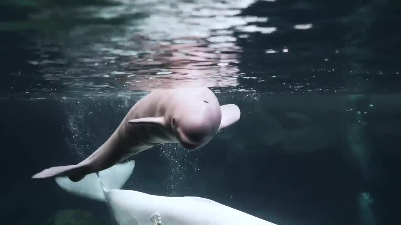 Atlanta aquarium shares footage of beluga whale calf’s first moments after birth