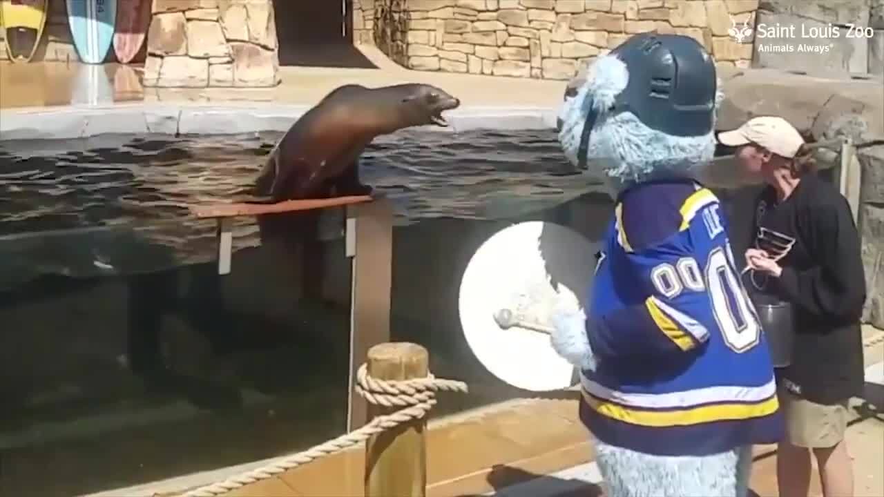 Let’s go Blues! Even a sea lion at the St. Louis Zoo is getting excited, video shows