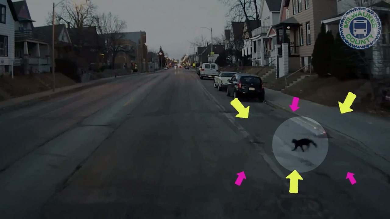 Bus passengers surprised by small cat chasing coyote