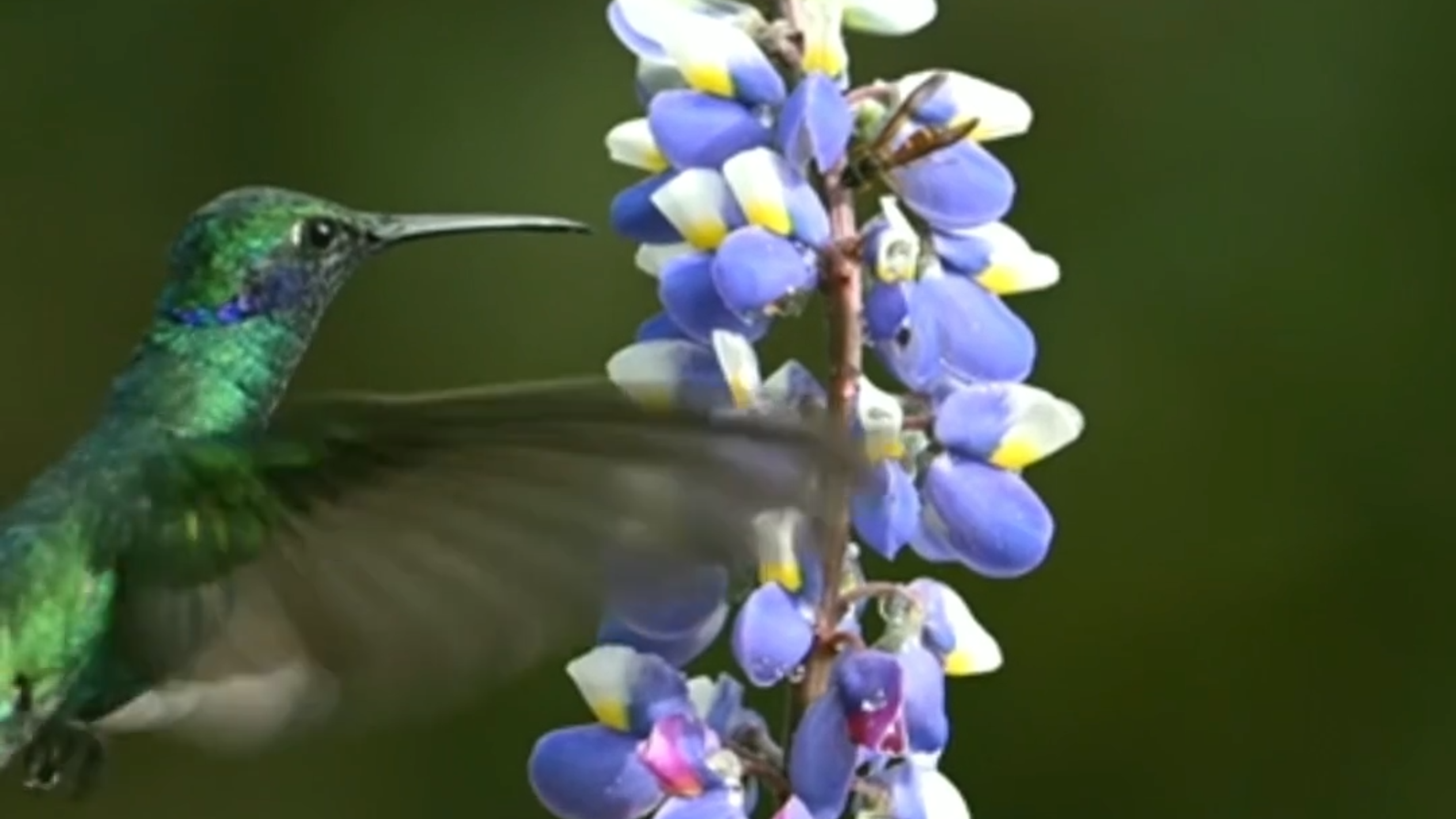 The hummingbird: Slow-motion footage shows their unique flying abilities