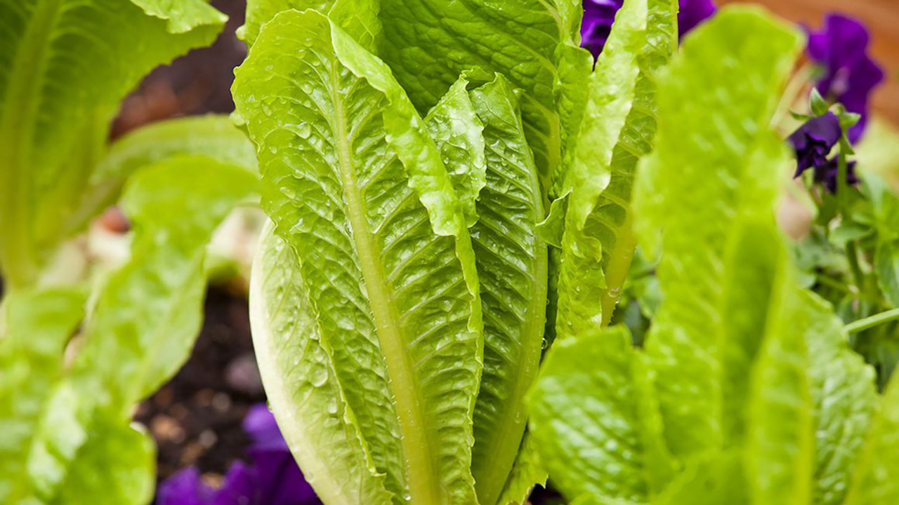 CDC advises consumers to check harvesting labels on romaine lettuce