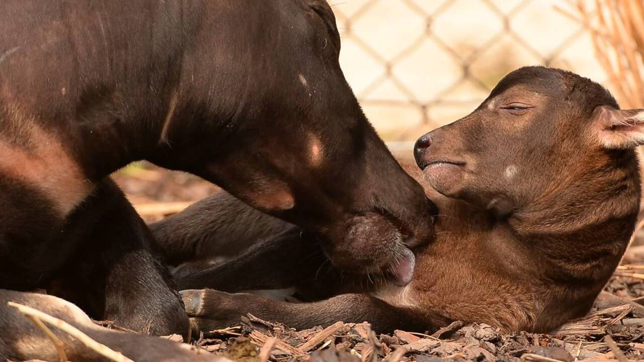 Endangered and misnamed ‘demon of the forest’ born at zoo