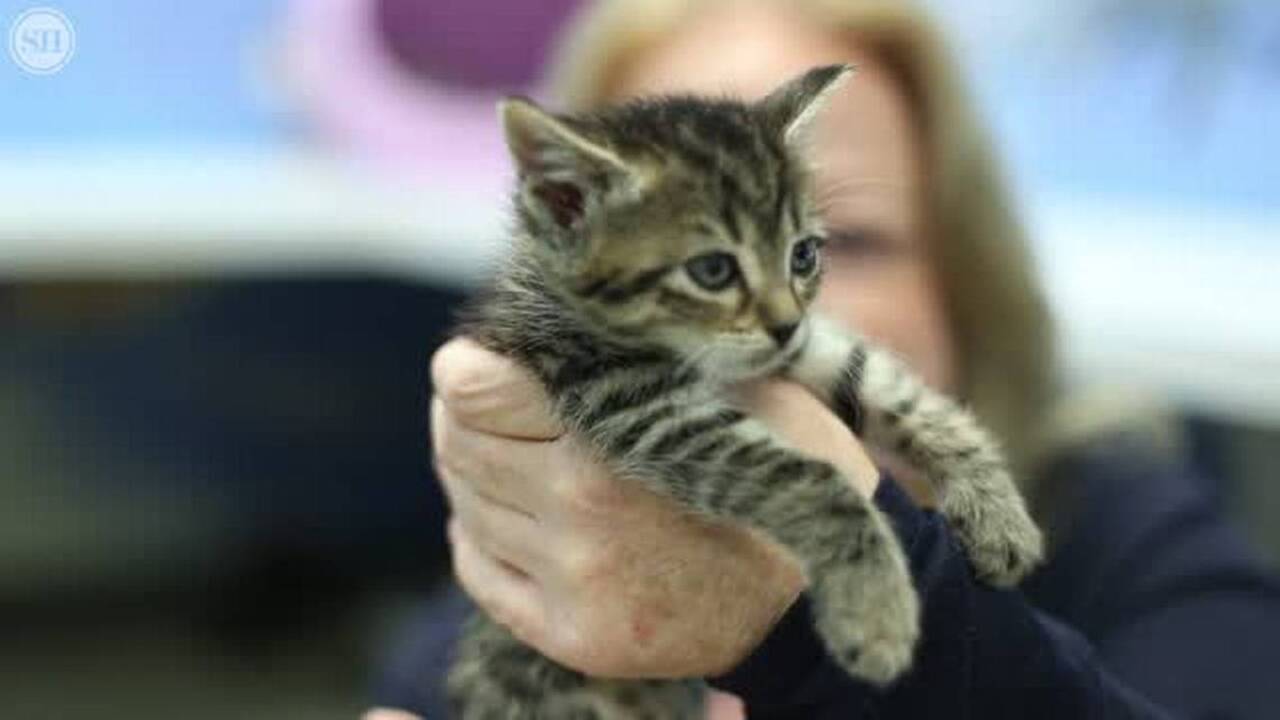 Kitten overload at Humane Society of South Mississippi