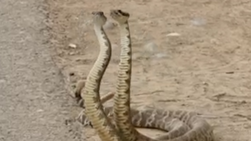 See Lake Natoma's jaw-dropping spring scenes: eagles, snakes, fearless coyote