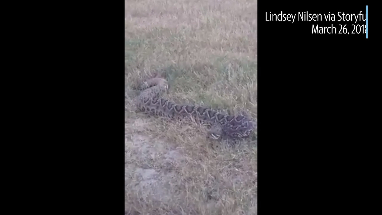 Check out this 6-foot long rattlesnake spotted in a Florida field
