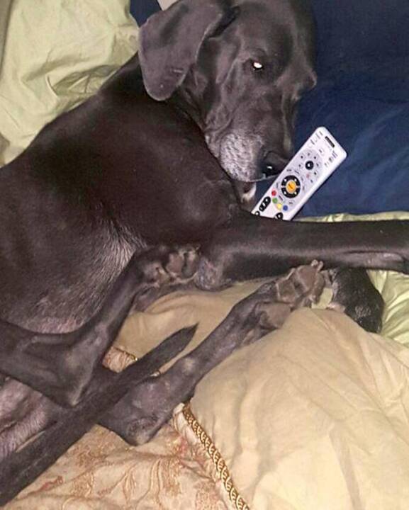 Video: Okatie man loses Great Dane; suspects it was shot