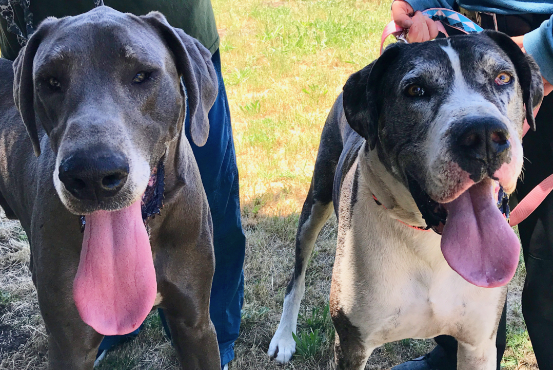 Lose a pet in SLO County? Here’s what to do