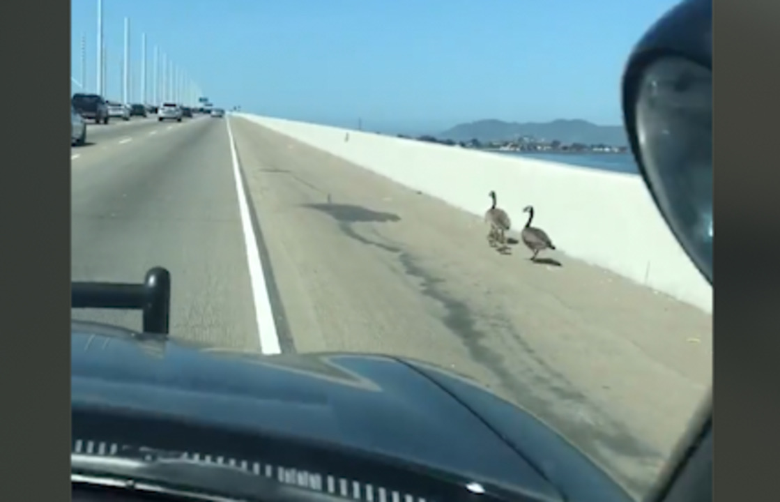 Watch as officers safely escort geese across Bay Bridge in San Francisco