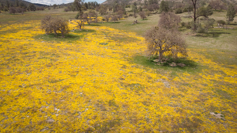 Soar over wildflowers on Shell Creek Road in Spring 2025