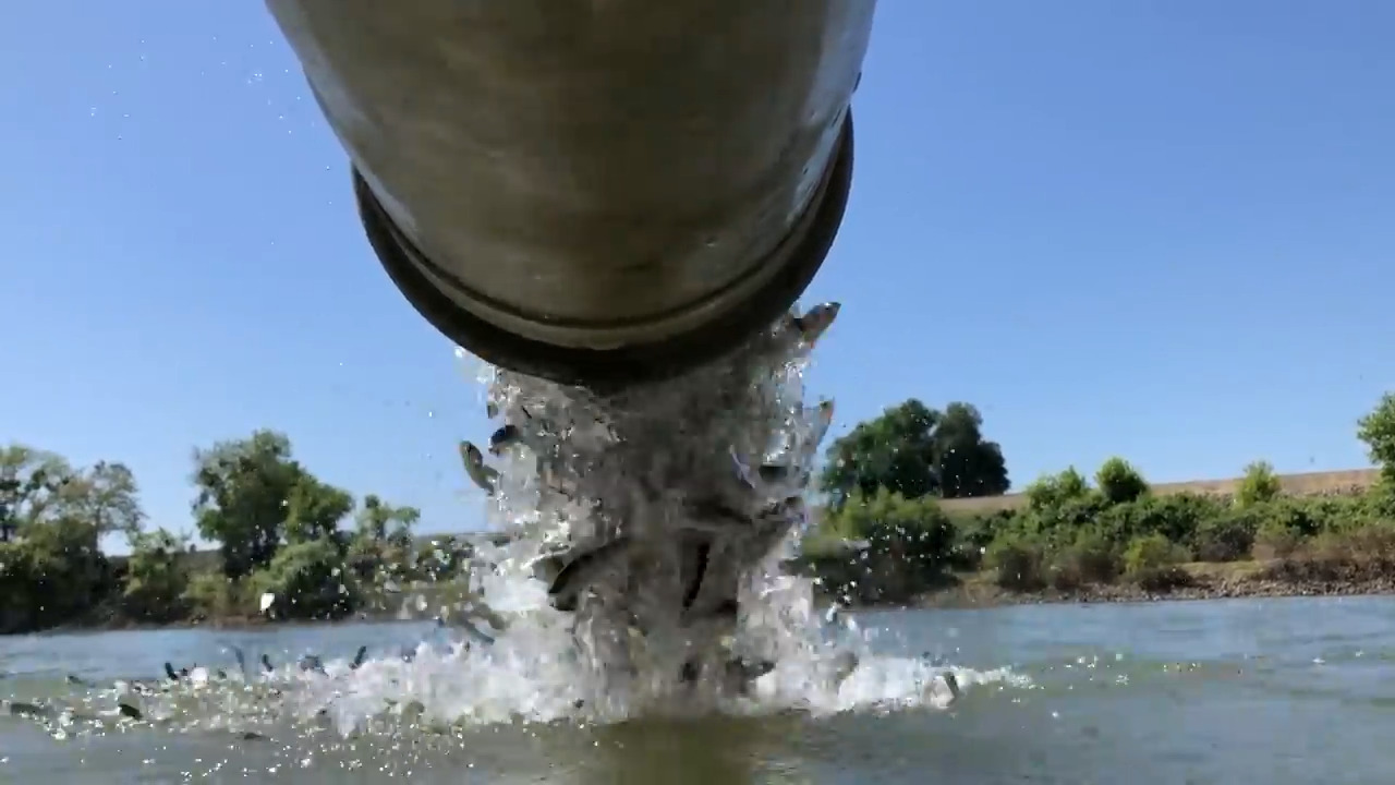 A million salmon were released into the Sacramento River. So why are anglers unhappy?