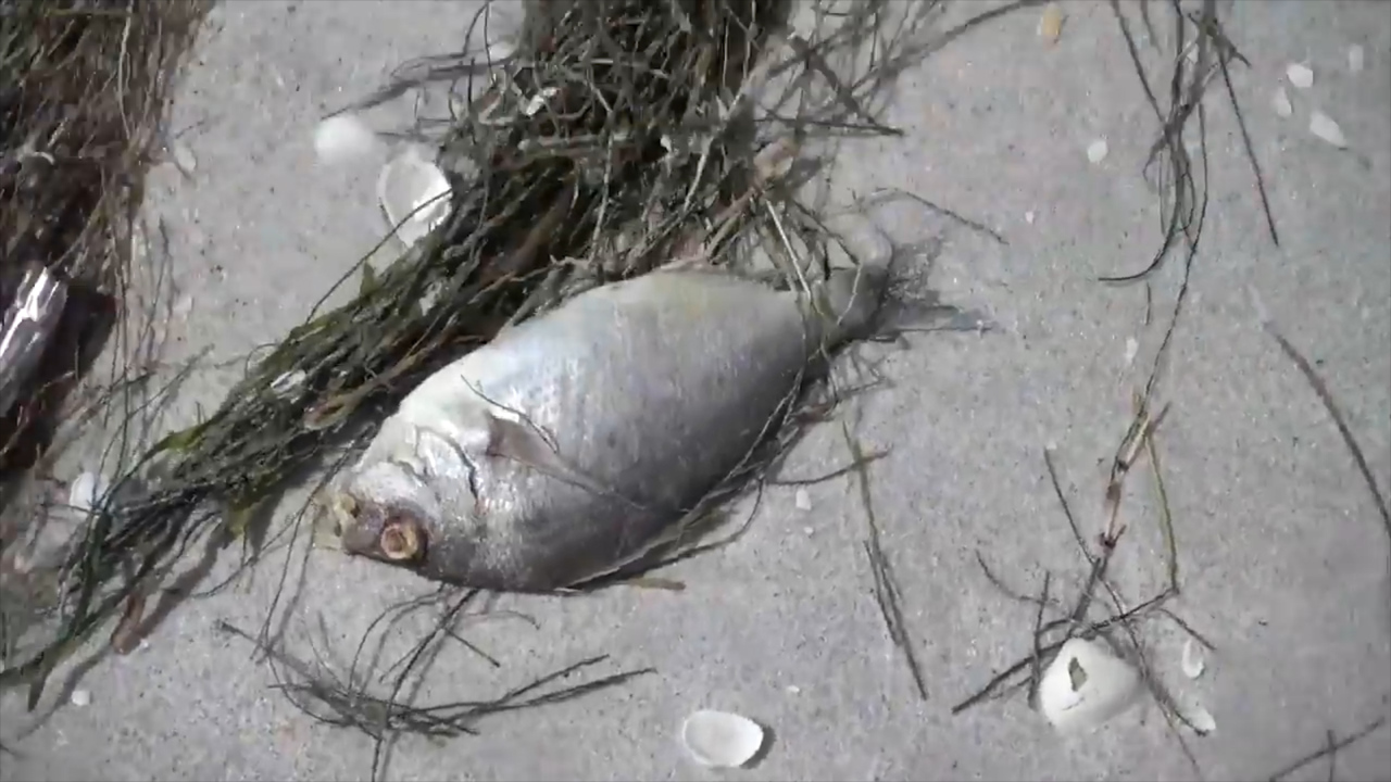 ‘Red tide’ invades Florida, kills marine life, threatens humans. Is SC next?