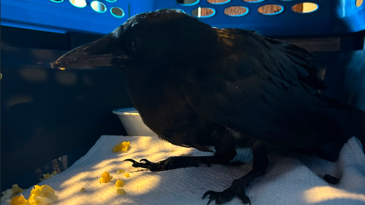 Northwest Dispatches: What to do with a wild bird with a broken wing