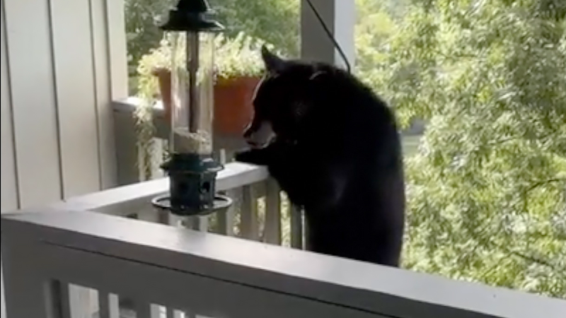 NC black bear climbs onto balcony to eat from bird feeder