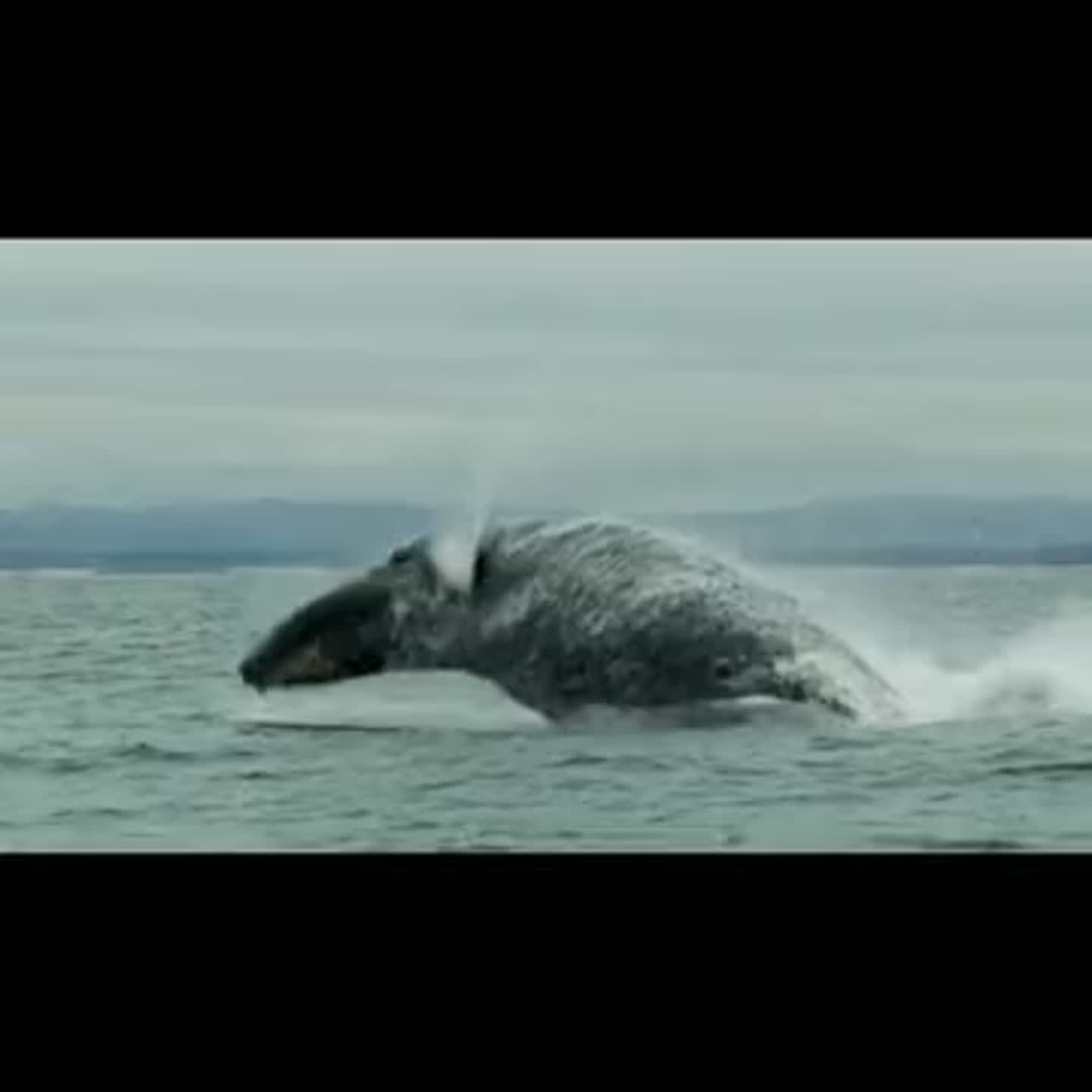 See whales migrate past CA Central Coast