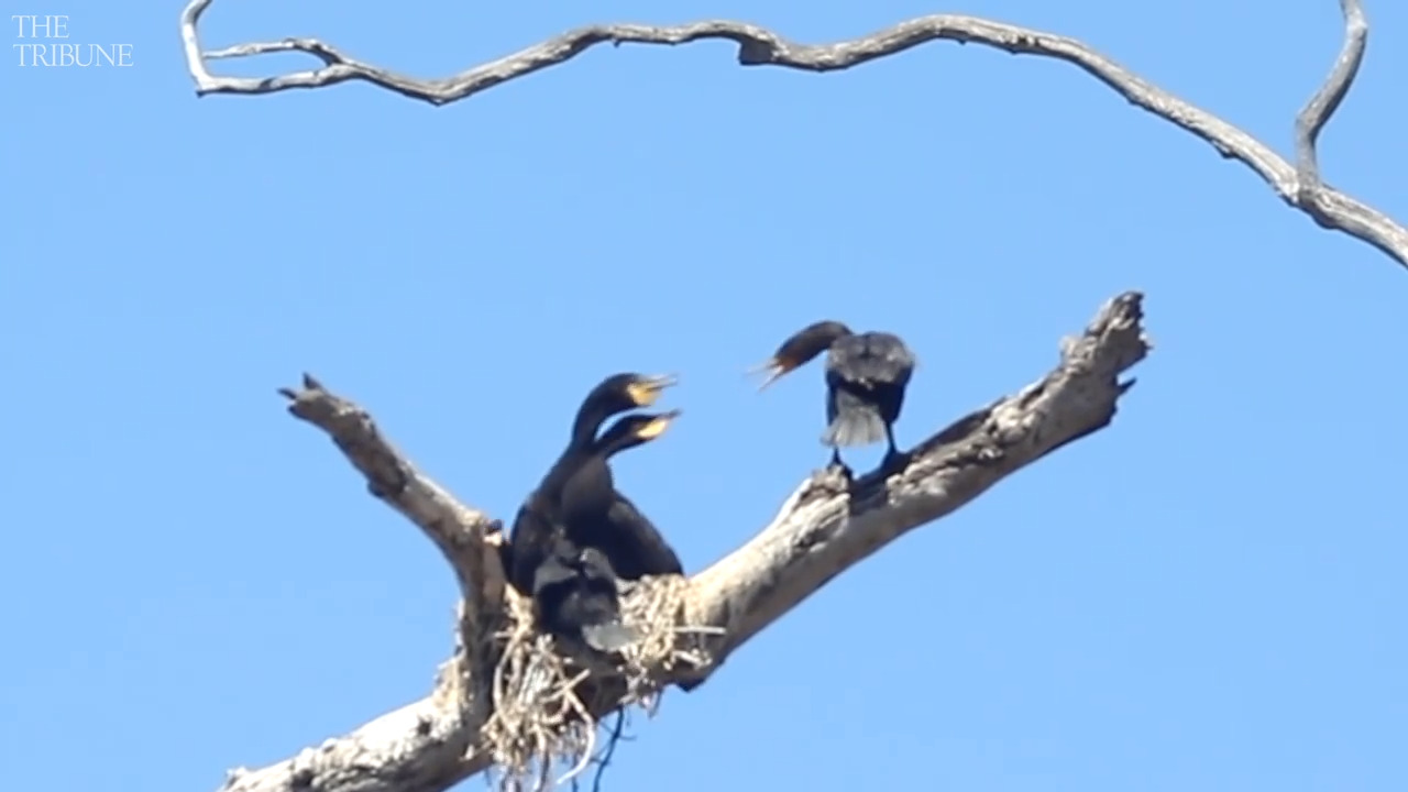 Define Rookery See birds flock to Morro Bay Bird rookery during nesting (Video) | San ...