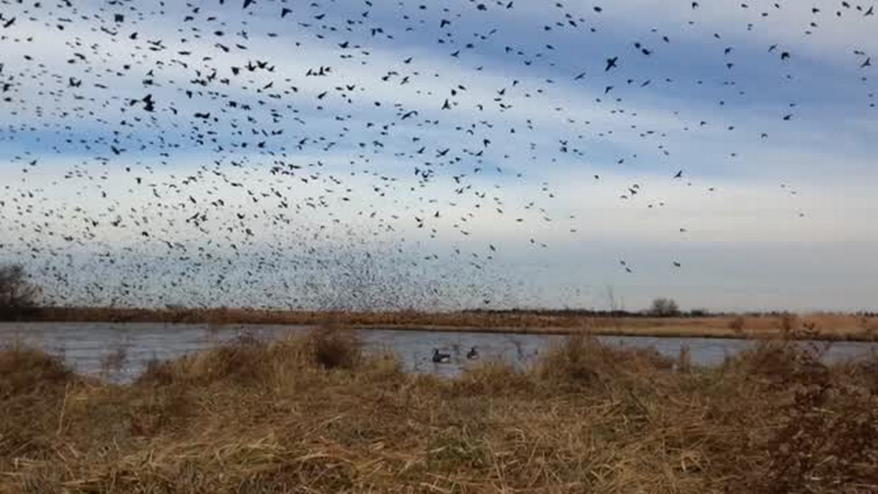 Giant swarms of blackbirds continue to amaze